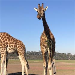 usrsharenginxdriversjobs.com .auwp contentuploads2023091694358054.png